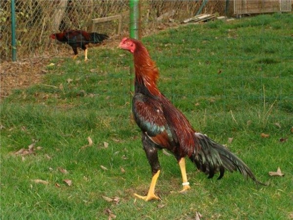 Куры со скверным нравом — Куланги или Дакан