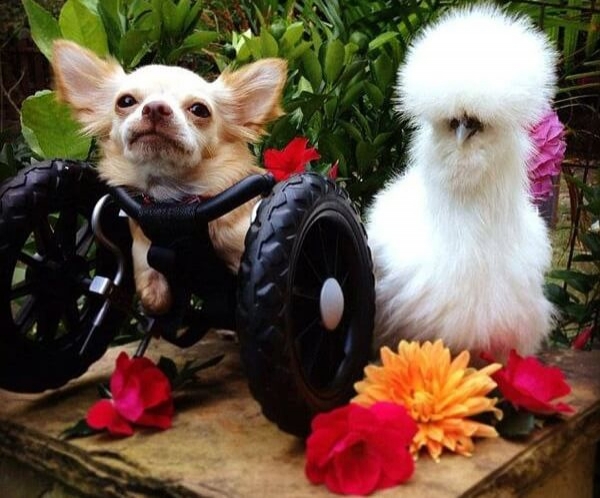 Дружба кур и цыплят с другими животными