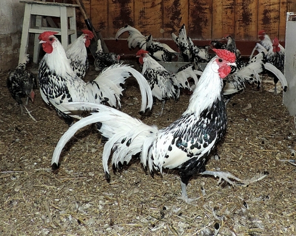 Кто такие куры породы Бентамка? Кто такие куры породы Бентамка?