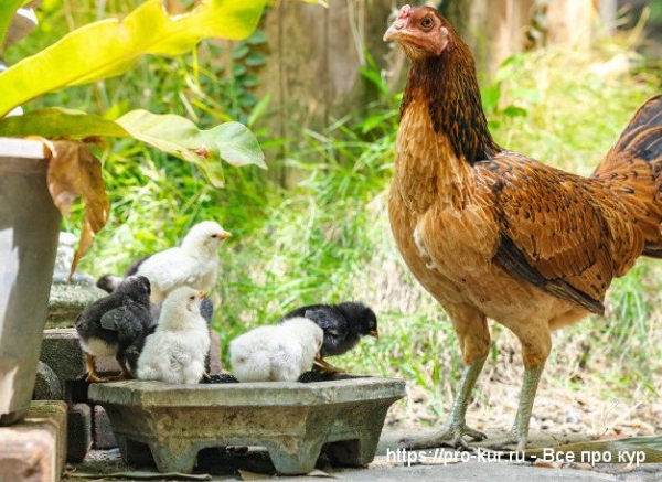 Содержание кур как направление бизнеса