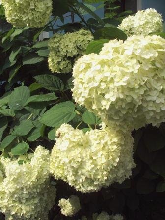 Гортензия Гортензия