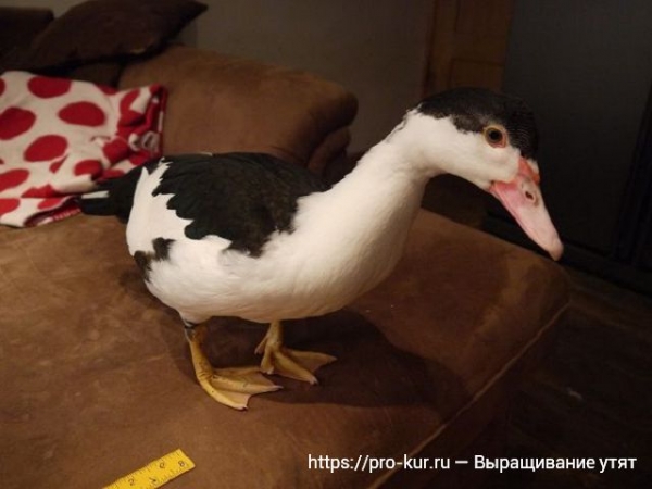Выращивание утят в домашних условиях для начинающих Выращивание утят в домашних условиях для начинающих