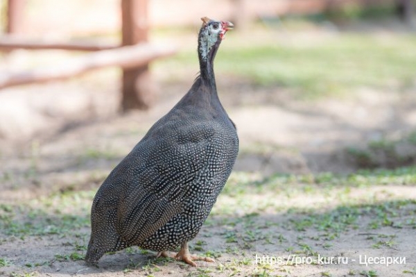 Плюсы и минусы содержания цесарок