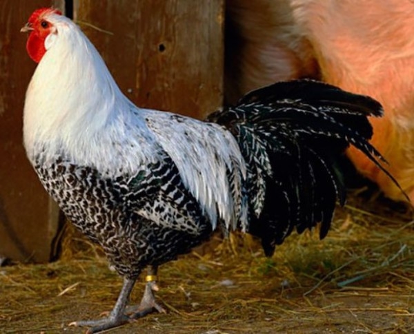 ТОП-15 элитных и редких пород кур ТОП-15 элитных и редких пород кур