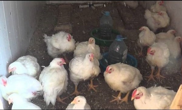 Несутся ли бройлерные куры в домашних условиях?