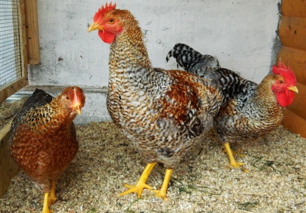 Оптимальные сроки сортировки цыплят Оптимальные сроки сортировки цыплят