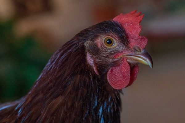 Курица живет в квартире — фото и карьера несушки фотомодели