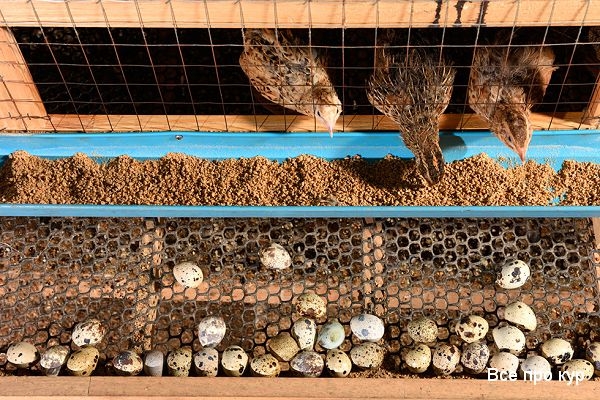 Разведение перепелок на дачном участке Разведение перепелок на дачном участке