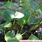 Как сделать пруд на даче, в саду, возле дома Как сделать пруд на даче, в саду, возле дома