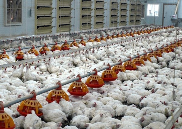 Вентиляция в курятнике – виды и их использование