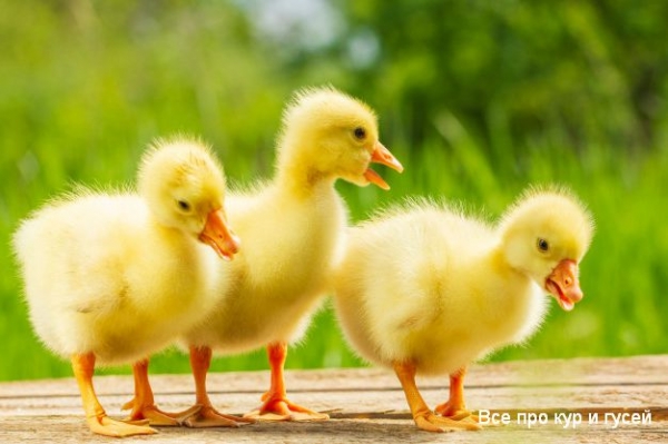 Как отличить гусынь от гусаков у маленьких гусят в раннем возрасте