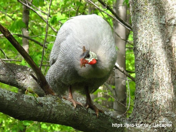 Разведение цесарок в домашних условиях