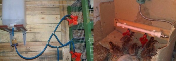 Курятник внутри: что необходимо и как сделать Курятник внутри: что необходимо и как сделать