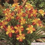 Как сделать пруд на даче, в саду, возле дома Как сделать пруд на даче, в саду, возле дома