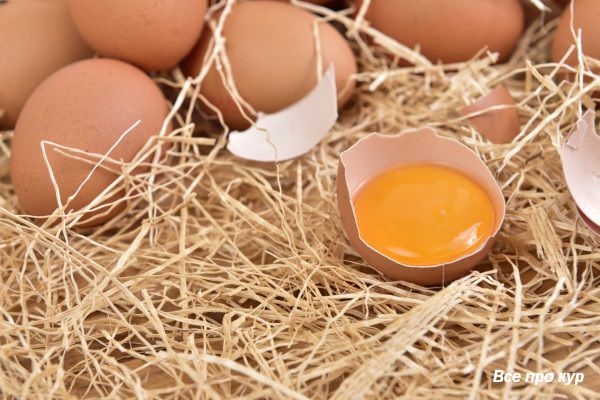 Про яйца и несушек — 65 фактов и один вопрос к вам!