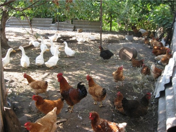 Характеристика мясо-яичной породы кур Тетра