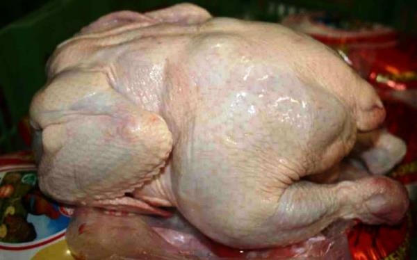 Могут ли бройлерные куры давать яйца?