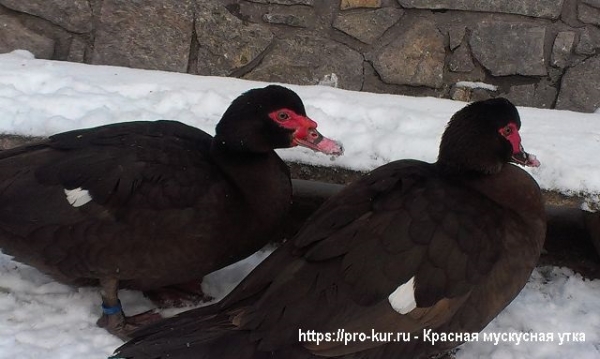 Красная мускусная утка на личном подворье Красная мускусная утка на личном подворье