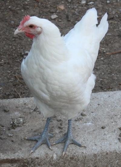 Курочки-француженки Бресс Гальской породы