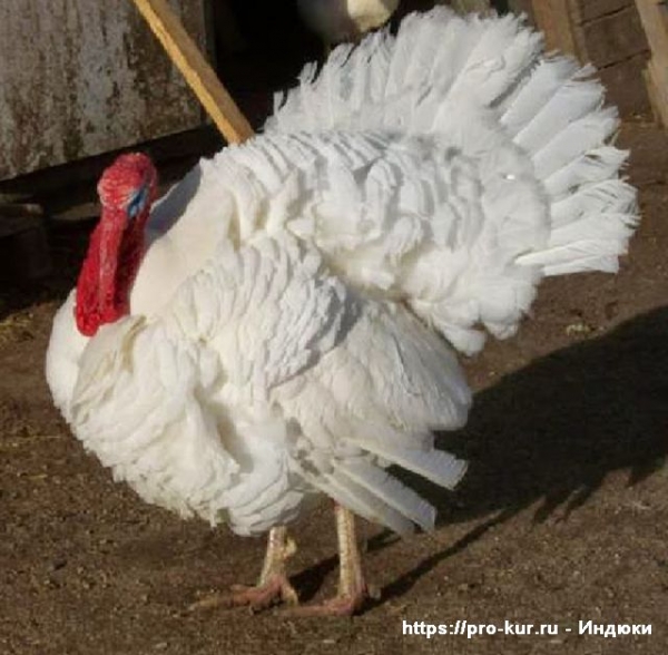Индюки в домашних условиях