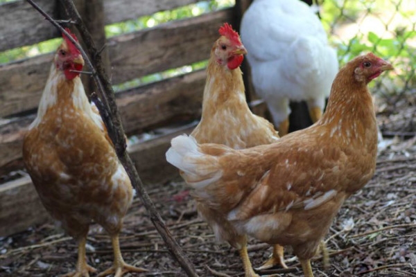 Мини курочки — маленькие, да удаленькие Мини курочки — маленькие, да удаленькие