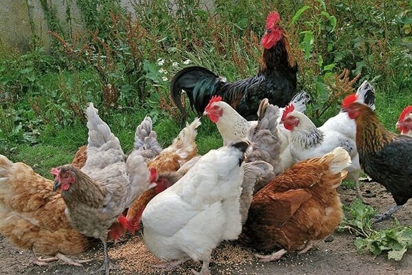 Вопросы и ответы про кур и петухов