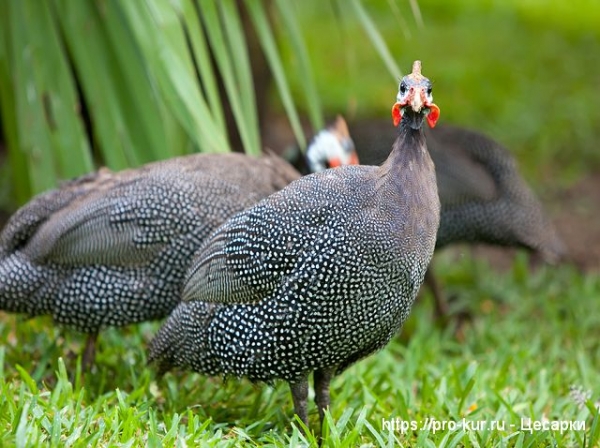 Разведение цесарок в домашних условиях
