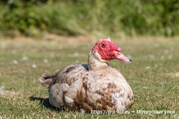 Мускусные утки в домашних условиях