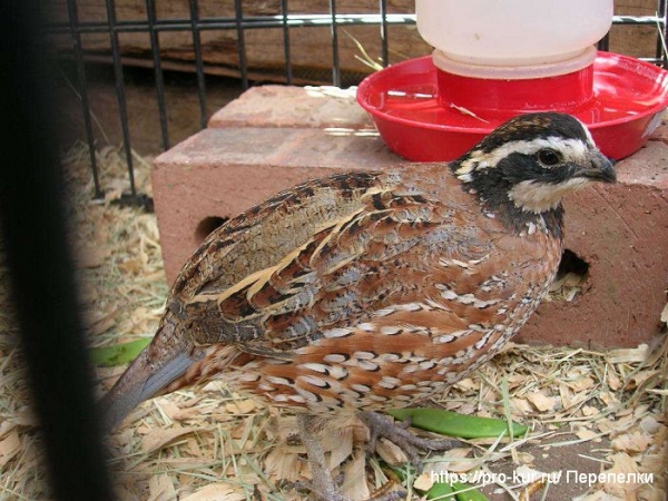 Понос у перепелов симптомы и лечение