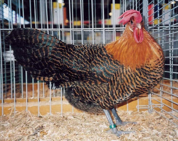 Кто такие курочки Брекель?