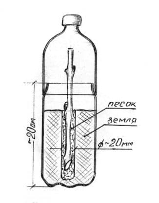 Хранение черенков яблони в домашних условиях до посадки