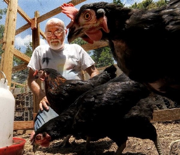 7 причин обзавестись курочками в этом году