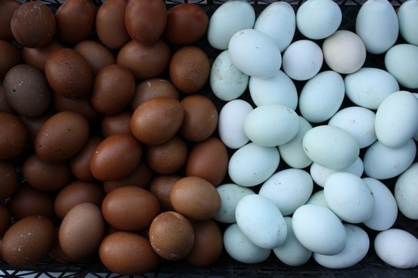 Золотые курочки Маран