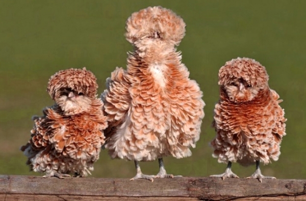 Все об итальянских гостьях — курах Падуанской породы Все об итальянских гостьях — курах Падуанской породы