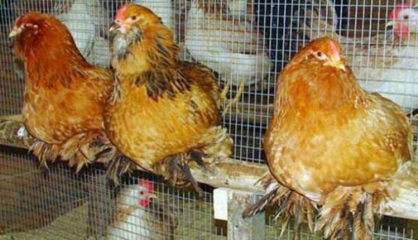 Оригинально одетая курица — Лохмоногая ушанка