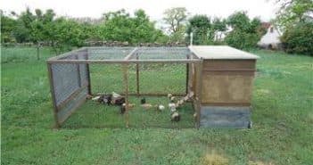 Все что нужно знать о том как правильно построить курятник