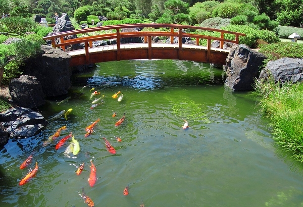 Для чего нужен электронный балласт в пруду Для чего нужен электронный балласт в пруду