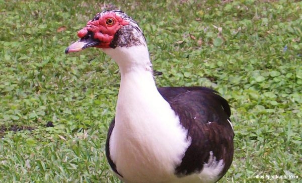 Какие яйца можно подкладывать под индоутку Какие яйца можно подкладывать под индоутку