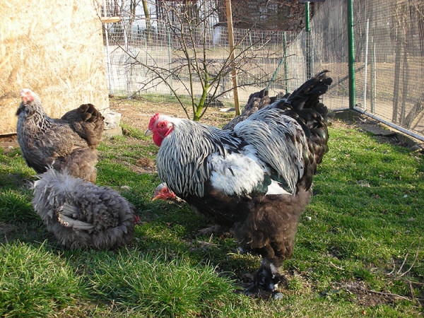 Все секреты курочек мясных пород Все секреты курочек мясных пород