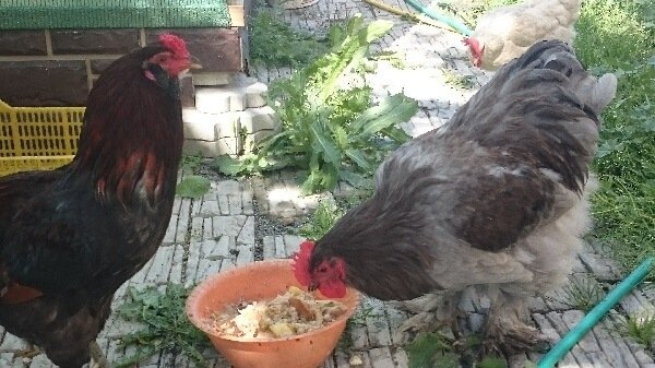 У какой породы кур самое вкусное мясо курицы? Описание с фото.