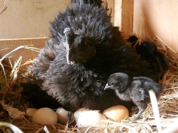 У какой породы кур самое вкусное мясо курицы? Описание с фото.