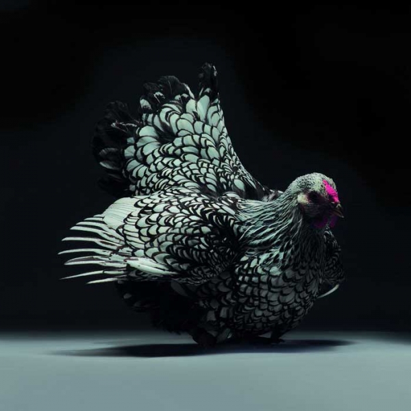 Экзотические куры и петухи на фото Монти и Транчеллини