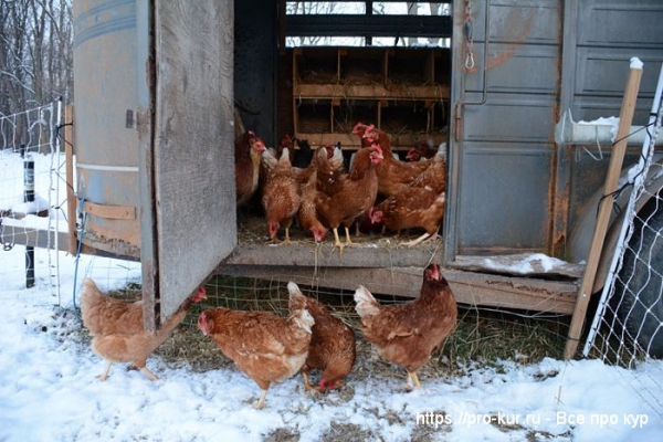 Биономика строительства птичника Биономика строительства птичника