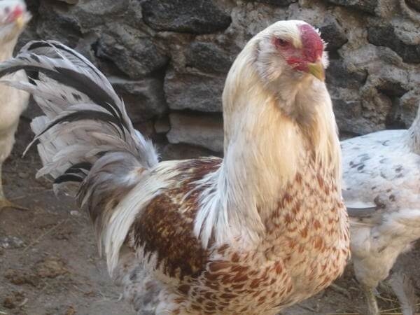 У какой породы кур самое вкусное мясо курицы? Описание с фото.