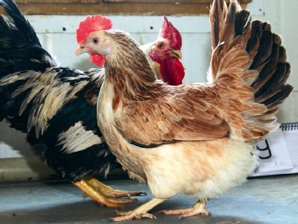 У какой породы кур самое вкусное мясо курицы? Описание с фото.