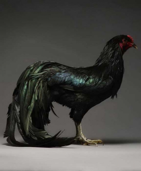 Экзотические куры и петухи на фото Монти и Транчеллини