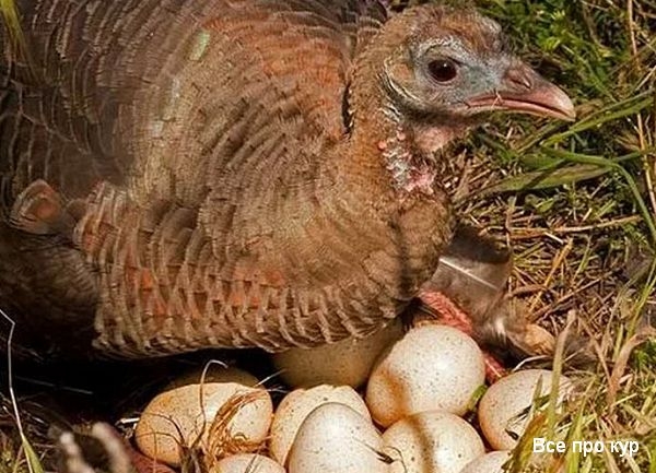 Яйца, которые стоит попробовать