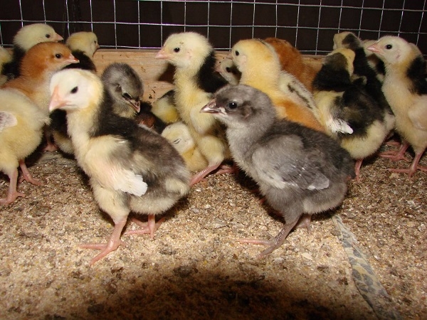 Как отучить цыплят клевать друг друга? Как отучить цыплят клевать друг друга?