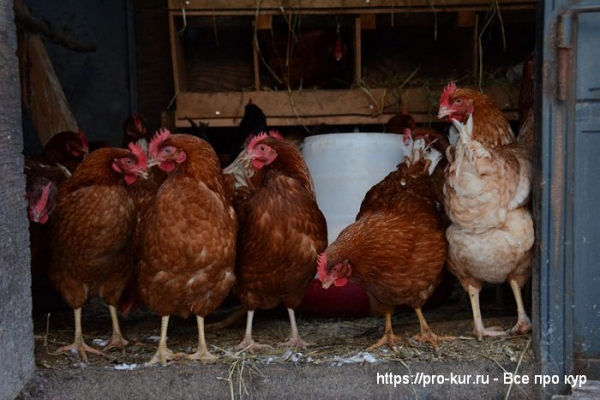 Биономика строительства птичника Биономика строительства птичника