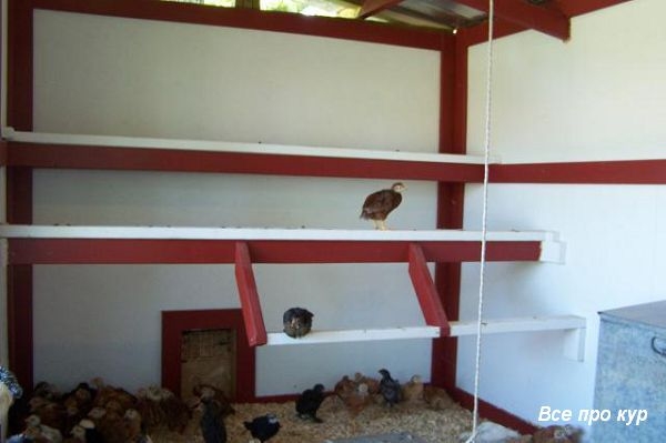 Большой курятник из целых поддонов своими руками Большой курятник из целых поддонов своими руками
